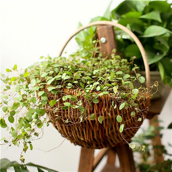 Corbeille pour plantes suspendues en rotin – Image 4